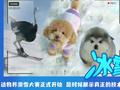 是时候展示真正的技术了!动物滑雪有多厉害?