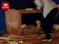 河北工程大学通报学生虐猫致死:给予涉事学生留校察看处分
