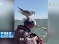 老人独坐岸边海鸥站其头上啄食 网友:老人与海