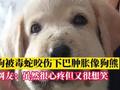 实惨!狗狗被毒蛇咬伤后脸肿胀像狗熊