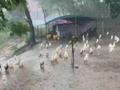 鸭群在暴雨中集体淡定淋雨 网友:难道鸭鸭也有烦恼?