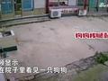 萌娃回老家见新养的狗狗一脸懵,随后一幕引爆笑:本来狗想跑的