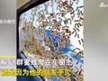 男子拿走蜂王躲进朋友车内,蜜蜂爬满车窗要“夺回蜂王”