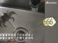 小伙国庆吃螃蟹不慎漏掉一只,半夜掀开被窝后吓懵:它想干掉我?