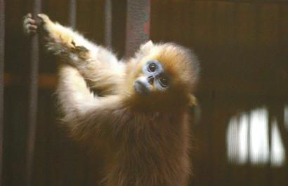 被解救的小动物