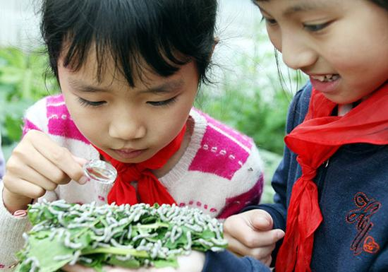小朋友拿着放大镜观察蚕宝宝吃桑叶。 视觉中国 资料图