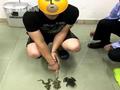 男子捉了3只青蛙被刑拘?警方:系虎纹蛙!