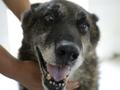沈阳搜救犬养老基地配单间犬舍:1天2顿营养餐