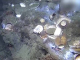 挪威深海发现载有中国瓷器沉船：大量青花瓷重见天日 文物达数千件