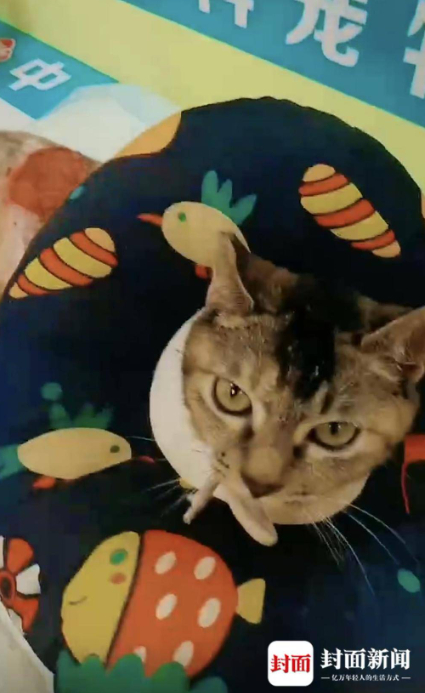 初八的状态越来越好