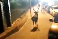北京门头沟一头鹿在路上奔走 园林局正派人寻找