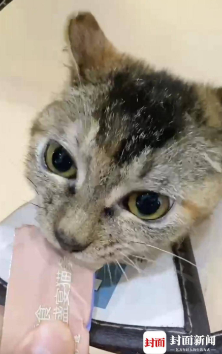 努力活着的小猫咪初八