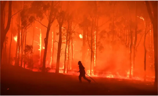 2020年澳大利亚山火季。/&nbsp;《卫报》网站截图