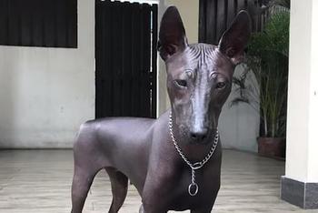无毛犬:雕塑or真狗?
