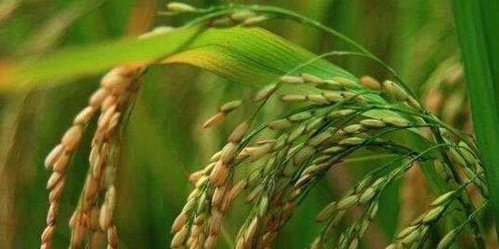 中国转基因水稻获美食用许可
