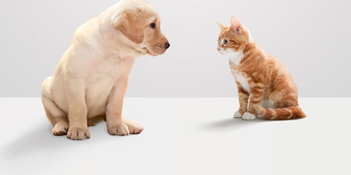 实用知识 跟着小动物学习英语表达 双语 手机新浪网