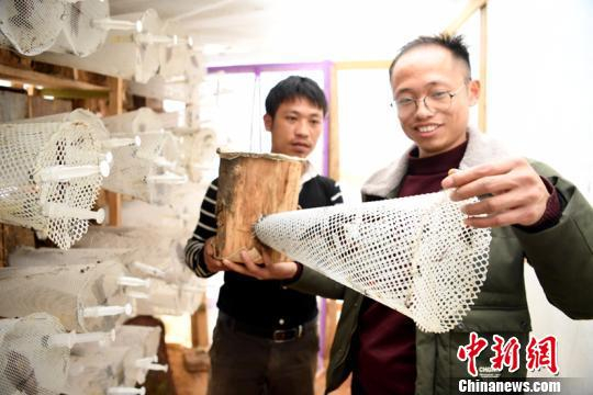 韦国良和村民查看胡蜂的长势。王炳真 摄