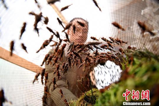 在胡蜂养殖基地，韦国良查看喂养胡蜂的蝗虫长势。王炳真 摄