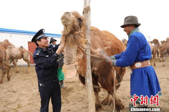 图为宝音德力格尔帮助牧民抓驼绒。