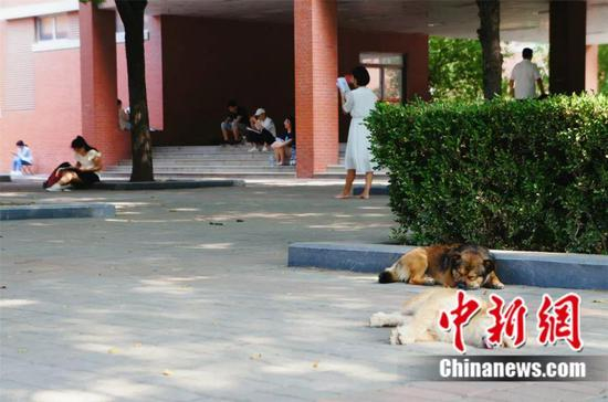 一旦走上考研路，你甚至会羡慕学校里的流浪狗。李丽 摄
