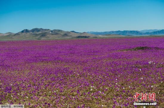 资料图：智利阿塔卡马沙漠花开遍地。