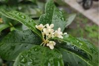 交大研究团队揭秘桂花香是什么香?为何我们能闻香识花?