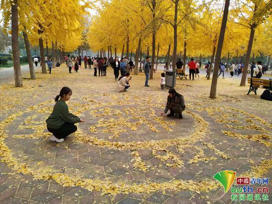图为19新闻与传播班学生苏玉在用银杏叶“绘制”校徽中的校名。中国青年网通讯员 甘乘旭 摄