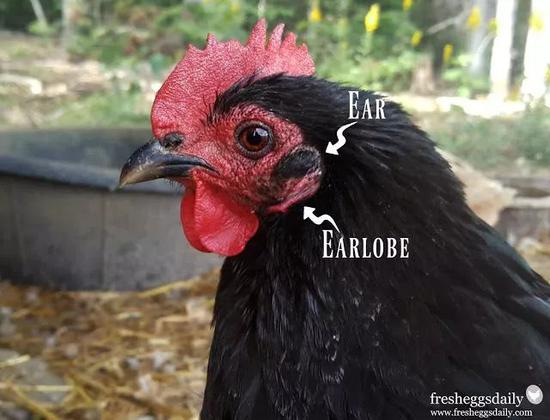 ▼earlobe&nbsp;/‘ɪələʊb/&nbsp;n。&nbsp;耳垂
