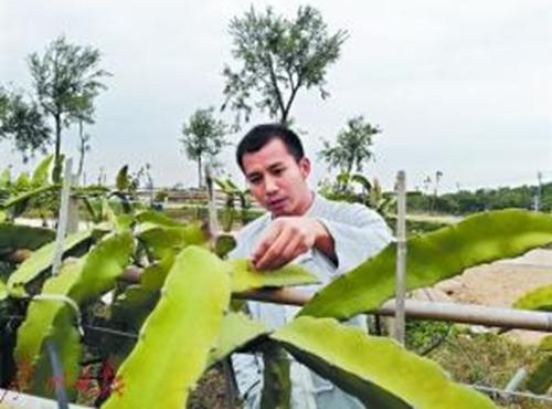 邹子龙在嫁接果蔬