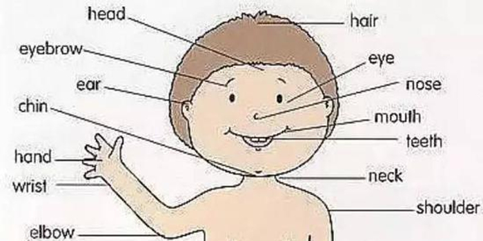 人体各个部位的英文名称你能说出几个 很全很实用 手机新浪网