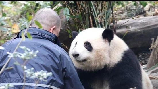 成都大熊猫繁育研究基地的大熊猫“和花”和大熊猫饲养员谭爷爷。受访者供图