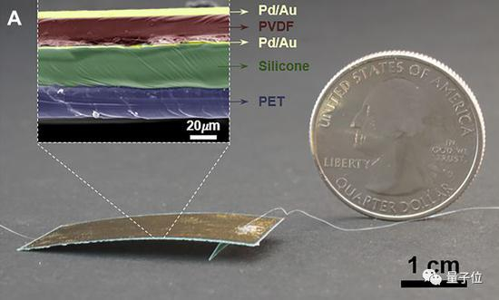 从显微镜图像来看，甲壳部分有5层，从上到下依次是: