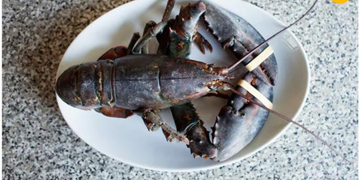 双语:瑞士规定龙虾须先打昏才能下水煮 因为龙虾怕疼