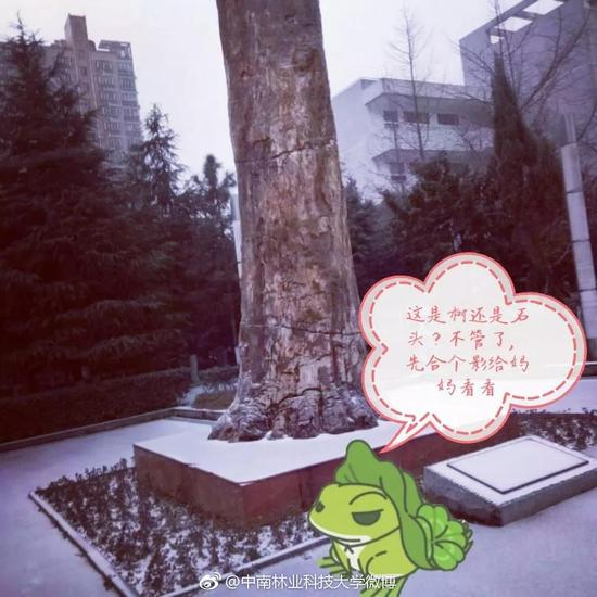 林科大也下雪了