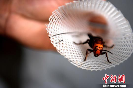 在胡蜂养殖基地，韦国良饲养的胡蜂蜂王。王炳真 摄