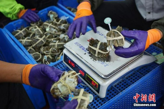 　　资料图：苏州市相城区阳澄湖大闸蟹养殖基地内，技术熟练的工人正在给螃蟹称重。中新社记者 泱波 摄