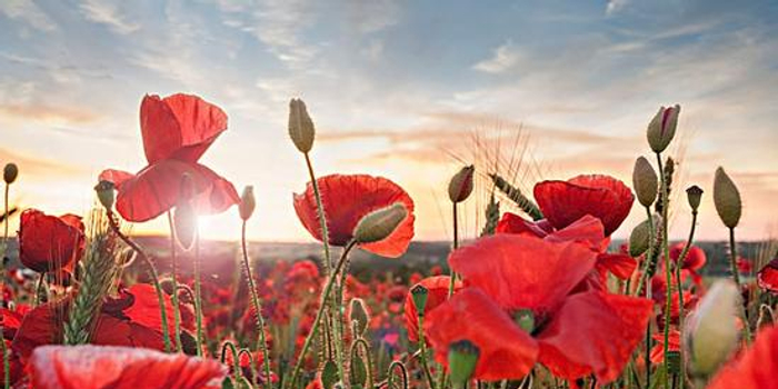 趣味测试 你喜欢的花透露你的性格 双语 手机新浪网 趣味测试 你喜欢的花透露你的性格 双语 手机新浪网