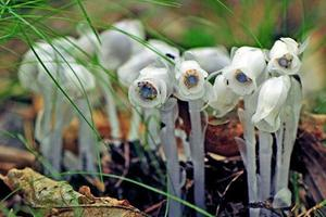 “死亡之花“水晶兰