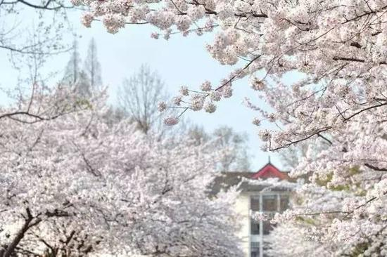 图片来源：南京林业大学