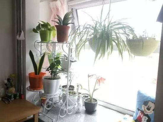 国科大的学霸们在飘窗上养的花花草草