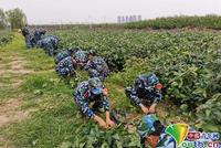高校开荒10亩“责任田” 学生自己种地收菜分粮
