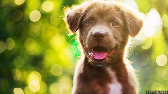 [图片来源：Getty Images]