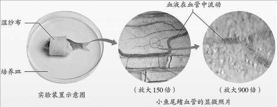 为拍出真实、清晰的小鱼红细胞单行通过毛细血管的照片，生物编辑室编辑煞费苦心。