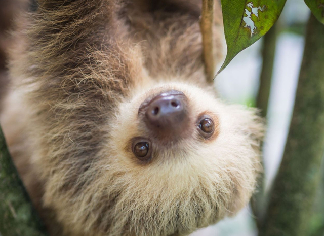 天生微笑唇的树懒宝宝