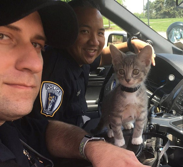 美国一警局招"警猫"协助办公