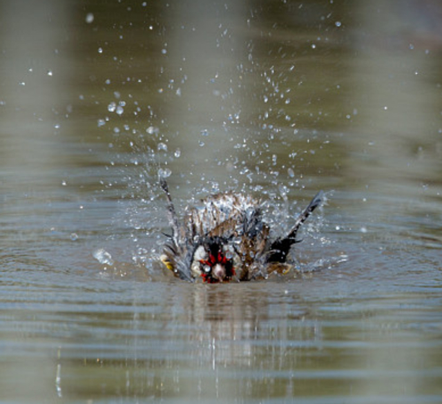 15           大暑一过,气温直线飙升,别说人了,就连动物都受不了!