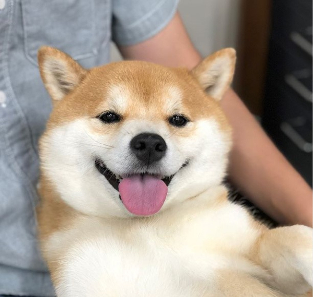 原产于日本的柴犬,因其蠢萌的外表和忠诚的性格受到人们的喜爱,这些