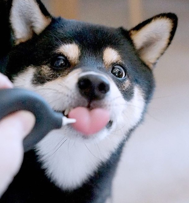 原产于日本的柴犬,因其蠢萌的外表和忠诚的性格受到人们的喜爱,这些