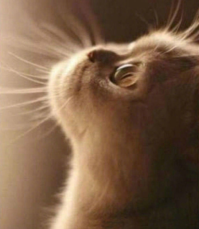 动物的呆萌侧脸