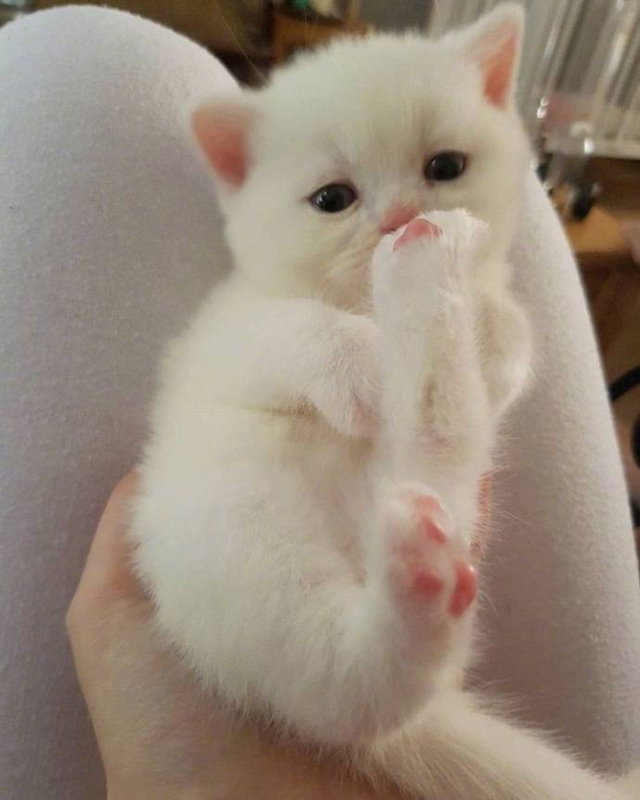 白白嫩嫩的小奶猫,还长着一张可爱的无辜脸,太惹人喜爱了!